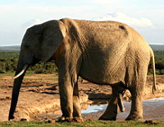 elephants addo IMG_3731.jpg